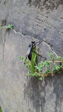 A Giant Black Wasp (Sphex pensylvanicus) captures its prey, the Leaf-Mimic Katydyd. The Wasp easily found in the garden or in the backyard.
