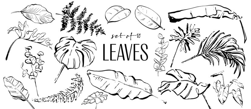 Tropical Leaves Line Art Collection - Hand Drawn Botanical Foliage Vector Bundle