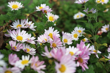 Fototapeta premium Close up of beautiful pale pink Chrysanthemum flowers in the garden.