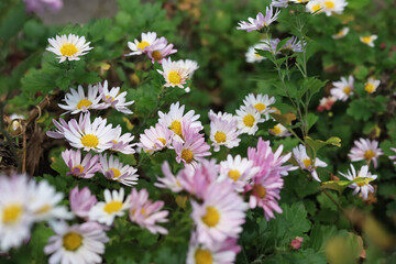 Close up of beautiful pale pink Chrysanthemum flowers in the garden.