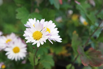 Fototapeta premium Close up of beautiful pale pink Chrysanthemum flowers in the garden.