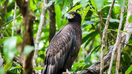 Fototapeta premium Crested serpent eagle perched among lush green tropical foliage.