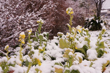 雪に埋もれた黄色い花
