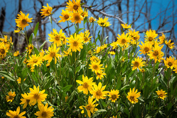 Obraz premium Field of arrow leaf balsamroot wild flowers, Yellowstone National Park