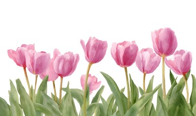 watercolor illustration of a row of pink tulips, bottom border, isolated on white background