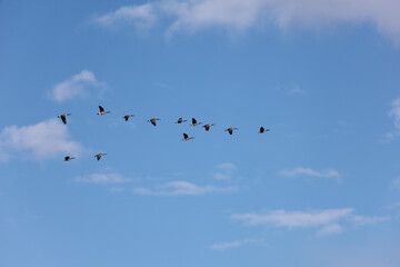Obraz premium migrating geese in flight