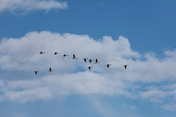 Fototapeta premium Migrating geese