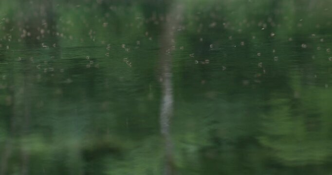 Close view of a mosquito swarm hovering above the water surface of the Una River in Bosnia. Natural freshwater habitat showing insects associated with mosquito-borne diseases in a riverside ecosystem.