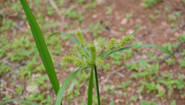 Cyperus rotundus or nut grass