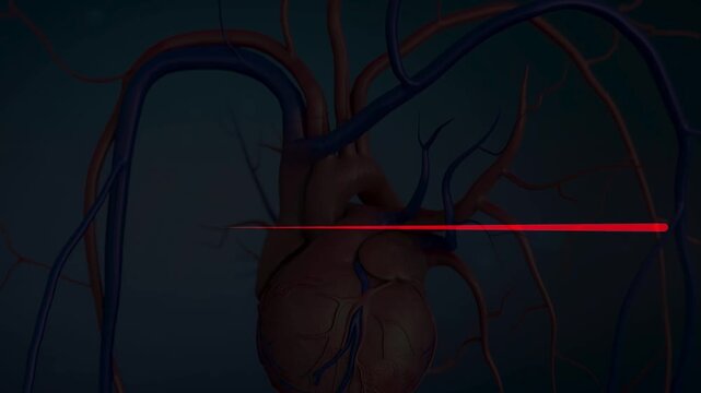Heart beat animation. Cardiac impulse sequence animation.