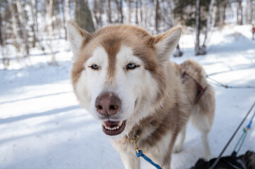 Siberian Husky dogs in winter season of Siberia, Russia. Siberian Husky is a working dog breed for sled-pulling, guarding etc. © boyloso