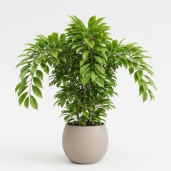 Fototapeta premium Lush green indoor money tree plant in white ceramic pot minimalist decor