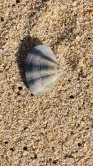 Live Clam on Sandy Beach Surface © LEJ