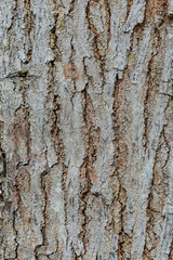 Fototapeta premium Rough Tree Bark Texture Background with Deep Cracks
