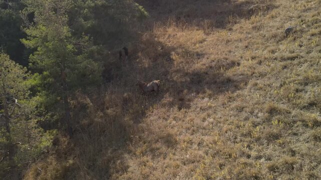 Drone video of a maral deer on a mountain slope in autumn, surrounded by colorful fall foliage. Scenic highland wildlife and tranquil nature footage.