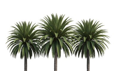 Three green palm trees isolated on transparent background