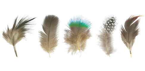 Obraz premium Beautiful collection feather isolated on white background