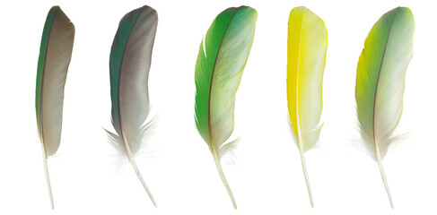 Beautiful collection feather isolated on white background © nadtytok28