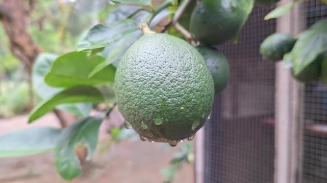 Close Up of Fresh Green Lemon Citrus limon with Water Droplets Hanging on Tree Branch in the Garden During Rain