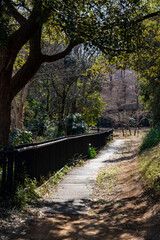 Fototapeta premium 三浦海岸2624 小松が池公園7 遊歩道