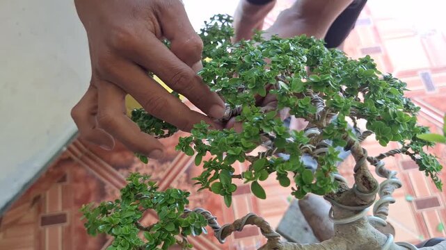 Close Up of Gardener Hands Pruning and Shaping Small Green Bonsai Tree Premna microphylla with Wire to Create Artistic Shape Indoor