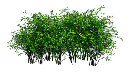 Obraz premium green grass isolated on white