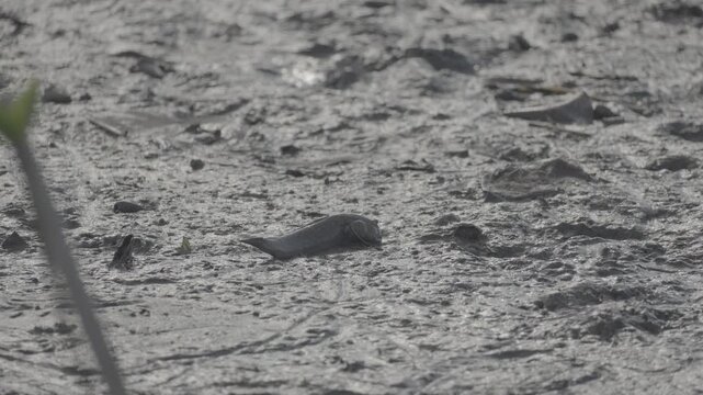 Silhouette of Mudskipper Fish in Mangrove Mud S log 3 10bit 422