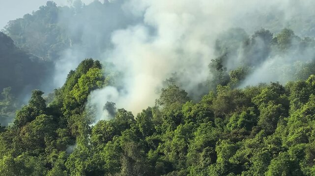 Forest with clouds of smoke from a wild fire. Forest fire on a hill. Signs of climate change. Environmental issues. Air Pollution
