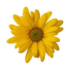 Obraz premium Yellow single daisy mum chrysanthemum flower isolated on transparent background
