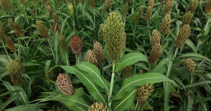 Jowar grain sorghum crop farm