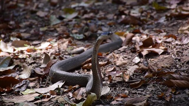 Adult Monocled cobra aka Naja kaouthia snake, Monocled cobra, Naja kaouthia, Naja kaouthia MONOCELLATE COBRA. Venomous. Photograph shows hood pattern
