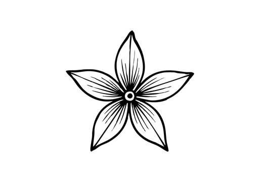 Pentas Flower Hand Drawn Illustration Vector by AZ for Books, Arts, Design and Decoration Graphic Asset