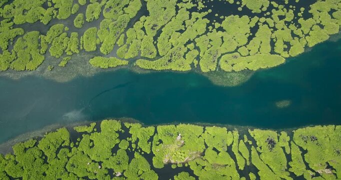 Blue river runs between mangrove patches with visible seabed and vegetation. Siargao, Philippines.