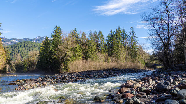 A river of eagles in winter - Brackendale , Squamish BC Canada