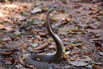 Fototapeta premium Naja kaouthia, Monocle,The monocled cobra (Naja kaouthia)