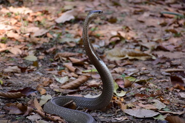 Fototapeta premium Naja kaouthia, Monocle,The monocled cobra (Naja kaouthia)