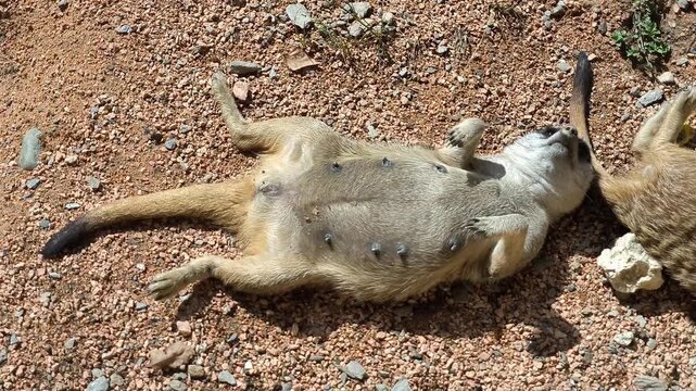 A female meerkat lying on its back sunbathing