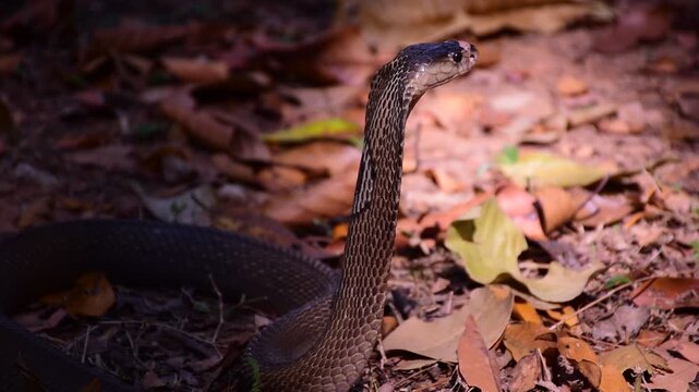 Naja kaouthia, Monocle,The monocled cobra (Naja kaouthia)