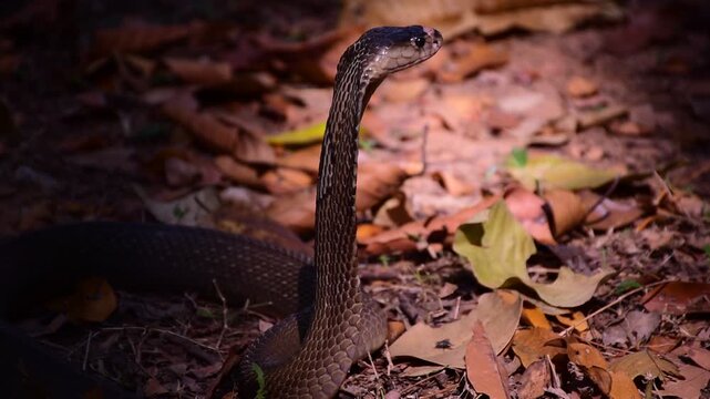 Naja kaouthia, Monocle,The monocled cobra (Naja kaouthia)