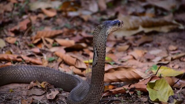 Adult Monocled cobra aka Naja kaouthia snake, Monocled cobra, Naja kaouthia, Naja kaouthia MONOCELLATE COBRA. Venomous. Photograph shows hood pattern