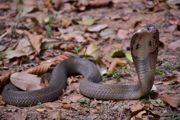 Obraz premium Adult Monocled cobra aka Naja kaouthia snake, Monocled cobra, Naja kaouthia, Naja kaouthia MONOCELLATE COBRA. Venomous. Photograph shows hood pattern