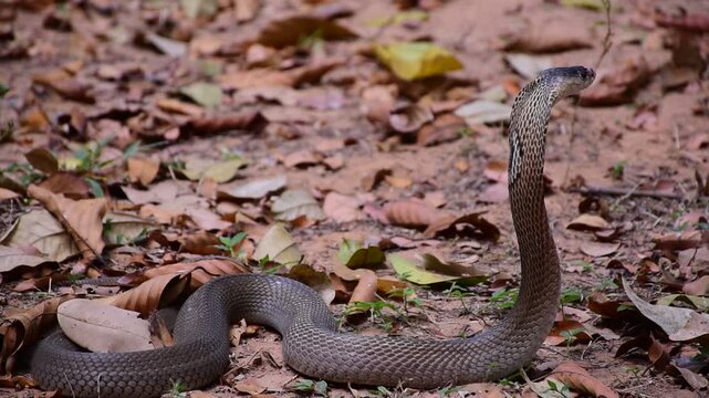 Adult Monocled cobra aka Naja kaouthia snake, Monocled cobra, Naja kaouthia, Naja kaouthia MONOCELLATE COBRA. Venomous. Photograph shows hood pattern