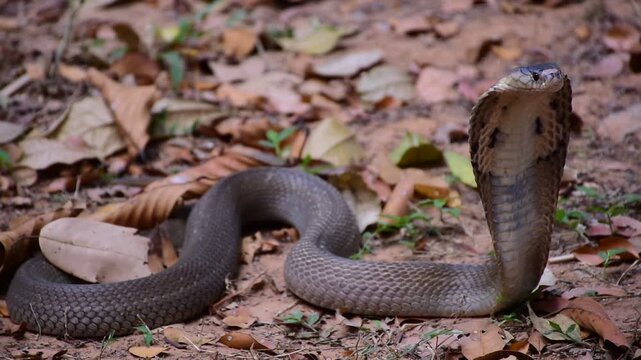 Adult Monocled cobra aka Naja kaouthia snake, Monocled cobra, Naja kaouthia, Naja kaouthia MONOCELLATE COBRA. Venomous. Photograph shows hood pattern