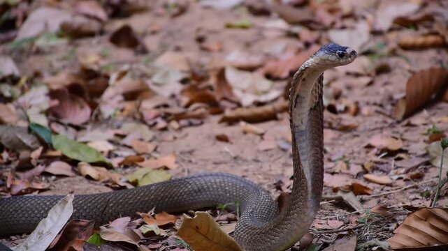Adult Monocled cobra aka Naja kaouthia snake, Monocled cobra, Naja kaouthia, Naja kaouthia MONOCELLATE COBRA. Venomous. Photograph shows hood pattern