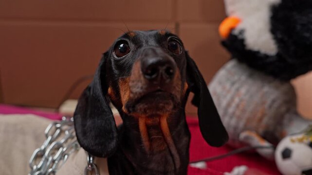 A close-up of a black and tan dachshund looking at the camera with big, pitiful eyes, with stuffed animals in the background, indoors.