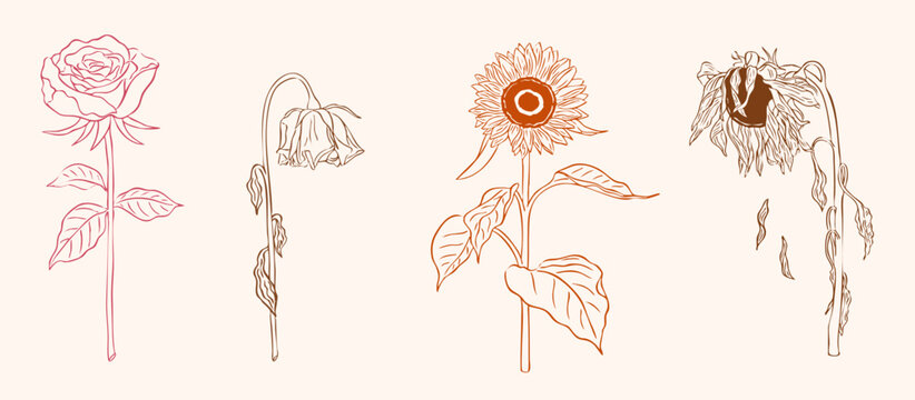 fresh and withered flower hand drawn sketch - rose and sunflower vector illustration set