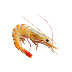 Raw tiger shrimp with long antennae high resolution transparent png photo