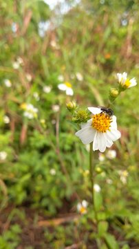 Trigonal bees are extracting ketul flowers with the scientific name bidens pilosa