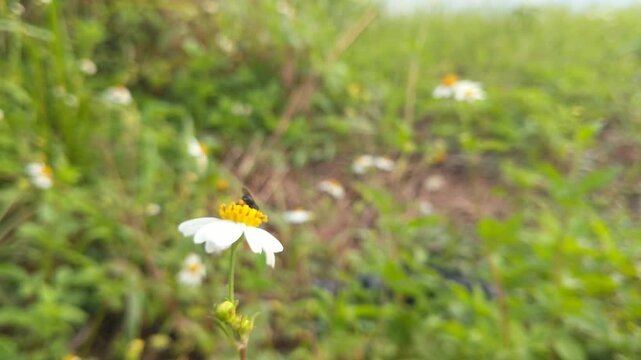Trigonal bees are extracting ketul flowers with the scientific name bidens pilosa