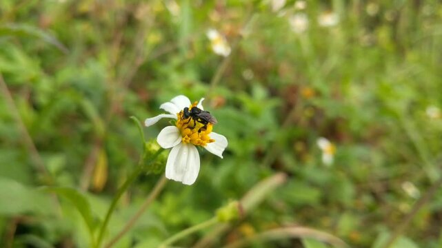 Trigonal bees are extracting ketul flowers with the scientific name bidens pilosa